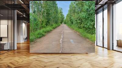 Concrete road with eucalyptus trees on both sides Wall mural