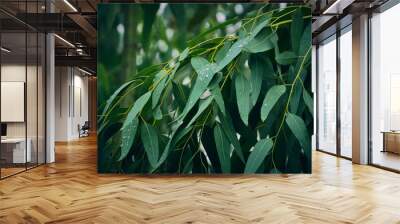 Eucalyptus leaves. branch eucalyptus tree nature background Wall mural