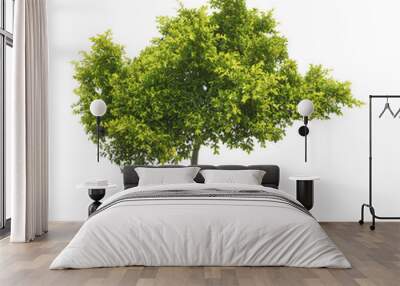 Tree isolated on a white background Wall mural