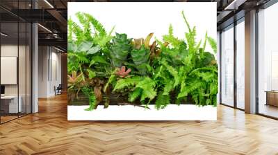 tropical jungle plants on timber tree isolated on white background with clipping path included. Wall mural