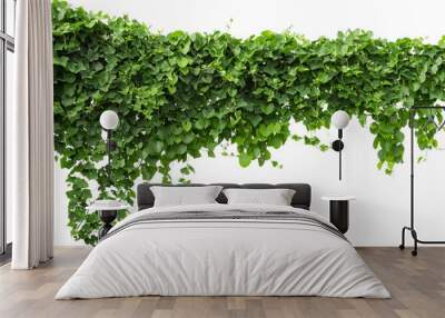 vine plants isolate on white background Wall mural