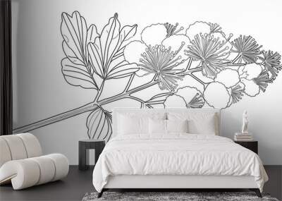 Cartoon mimosa flower, outlined for coloring, on a white background. Wall mural