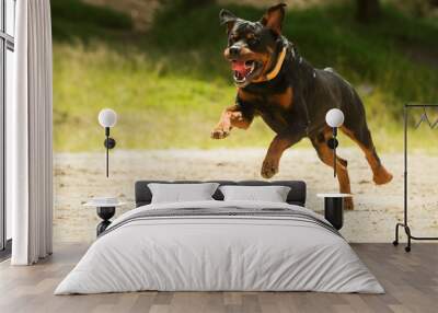 A black Rottweiler dog running free, danger of attack as it races towards a guard to stop the animal exercise. Wall mural