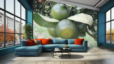 Orange trees Wall mural