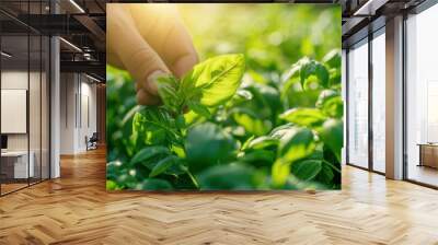 People growing basil in a beautiful garden Wall mural