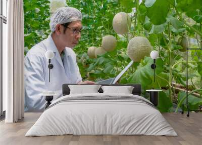 Agricultural man specialist in white lab coat using laptop  checking the quality of melons in the greenhouse farm. Quality control and inspection organics fruit technology concept. Wall mural