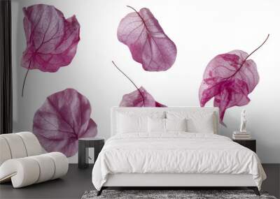 set of five pink Mediterranean Bougainvillea flowers isolated over a transparent background, vibrant floral design element, top view / flat lay Wall mural