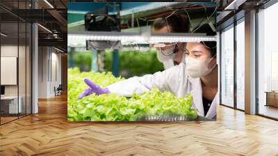 Male and female scientist wear white uniform working in organic, hydroponic vegetables plots growing on indoor vertical farm, analyzes ,studies research, discuss work and wear protective mask Wall mural