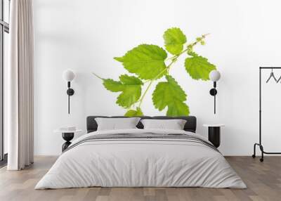 mulberry leaf on the white background. Wall mural