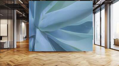 Blue abstract botanical background of fox tail agave. Closeup of blue leaves Wall mural