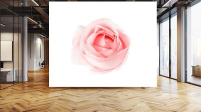 Light pink rose flower and water drops  isolated on white background and clipping path top view Wall mural