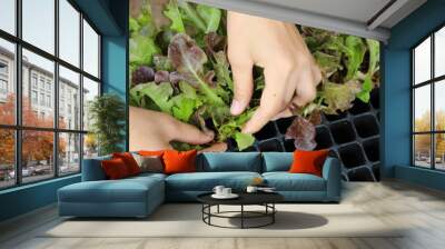 Closeup of organic vegetable sprout select for plantation by teenage' s hands. Wall mural