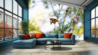 monarch and painted lady butterflies on pink thistle flowers Wall mural