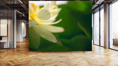 sacred lotus flower leaves Wall mural