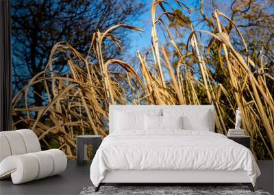 Grasses Wall mural