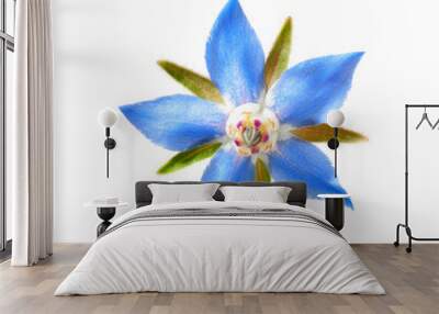 fresh borage flower isolated on white background Wall mural