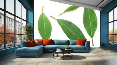 fresh Frangipani leaf isolated on white background, top view Wall mural