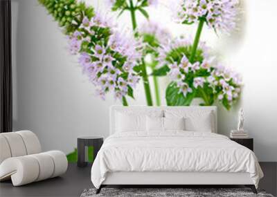 fresh peppermint flowers and leaves isolated on white Wall mural