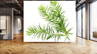 fresh tea tree leaves isolated on white Wall mural