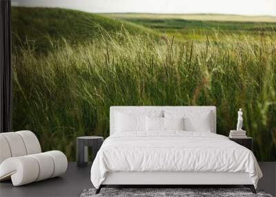 green wheat field in summer Wall mural