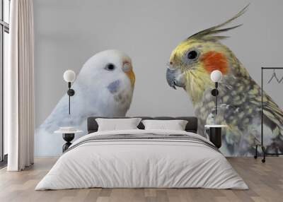 White budgie budgerigar and cockatiel pet birds portrait with white background  Wall mural