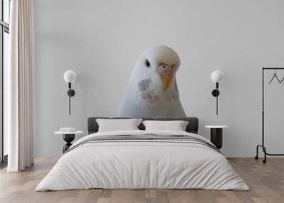 White budgie budgerigar pet bird portrait with white background  Wall mural