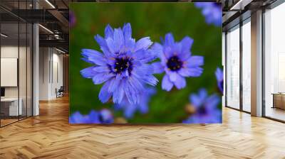 Purple flowers with a green background Wall mural