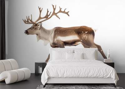 Reindeer walking running, isolated on white background Wall mural