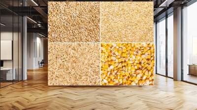 Grain of wheat, barley, rye and corn Wall mural