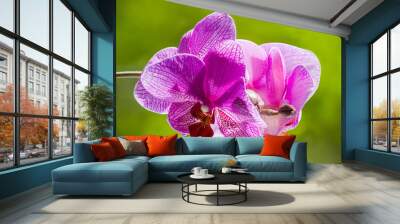 purple blooming orchid on a green blurred background Wall mural