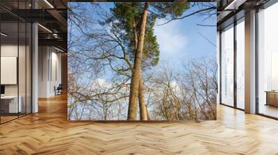 Two old pines among deciduous trees in the spring park Wall mural