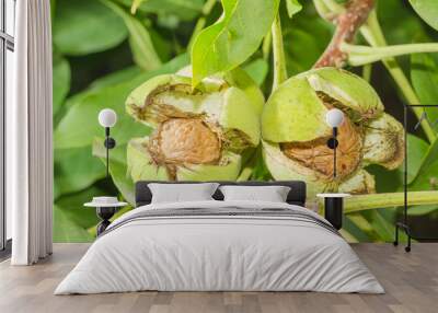 Walnuts inside their cracked green husks on tree Wall mural