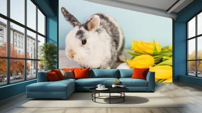 Cute black and white bunny next to easter eggs and yellow fresh tulips over a wooden table with blue background Wall mural