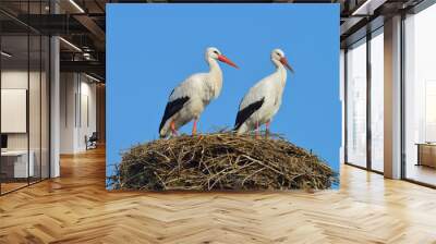 White storks (Ciconia ciconia) on nest, Germany, Europe Wall mural