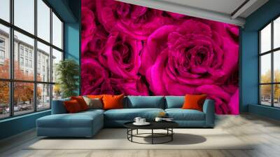 Bouquet of fuchsia roses, flowers close-up background Wall mural