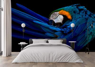 Blue and gold macaw portrait Wall mural