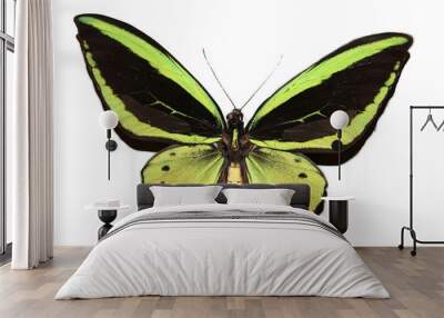 Butterfly Wall mural