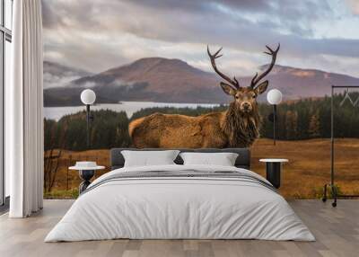 Portrait of a free and wild Scottish stag, as captured in the Highlands Wall mural