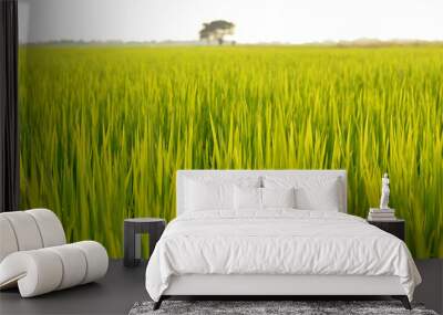 field rice Wall mural