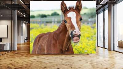 portrait of   beautiful  chestnut colt  posing in meadow at freedom. cloudy  day. close up Wall mural