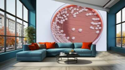 Colonies bacteria gram negative bacilli/ Gram negative cocco bac Wall mural