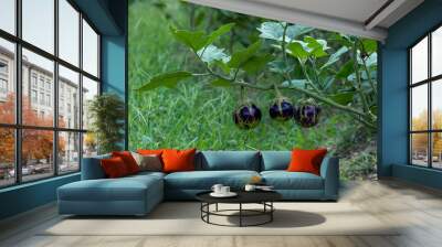 Hanging eggplant with garden in Bangladesh background. organic vegetables. Wall mural