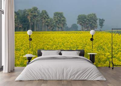 Mustard fields and vast agricultural land in winter weather Wall mural