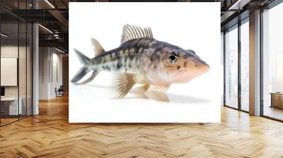 Corydoras catfish isolated on white background, generate ai Wall mural