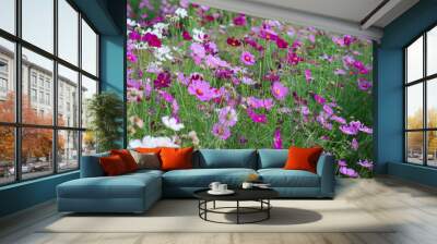 Colorful and beautiful cosmos field Wall mural