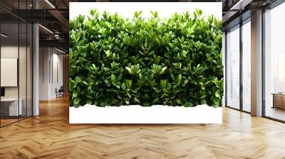 Lush green hedge trimmed neatly, cut out Wall mural