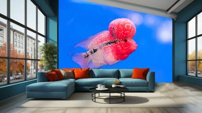 Close up pink red Cichlids fish in blue fish tank Wall mural