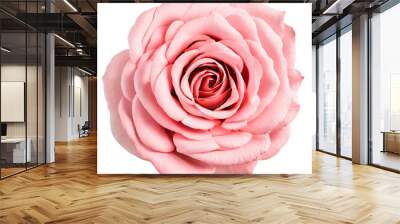 pink flower isolated on transparent background, png flower element, rose colour, pink colour Wall mural