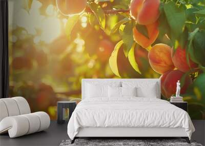 Ripe apricots glistening in the sunlight on a tree branch. Wall mural