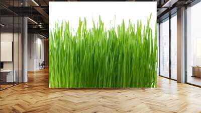 .Green wheat grass isolated on white background Wall mural